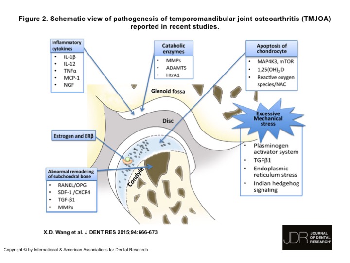 J DENT RES  94(5) 666-73, Figure 2